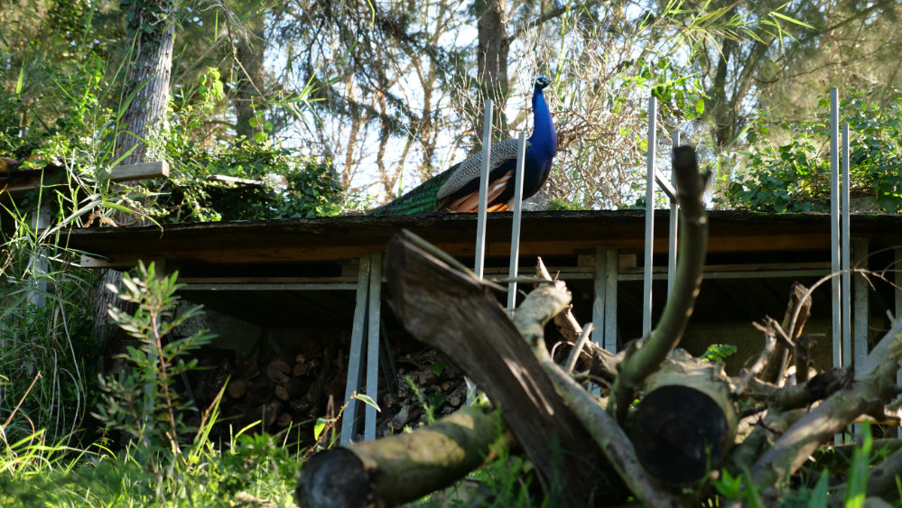 P1022504